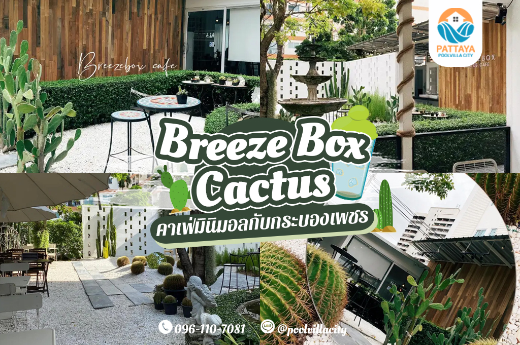 Breeze Box Cafe x Cactus