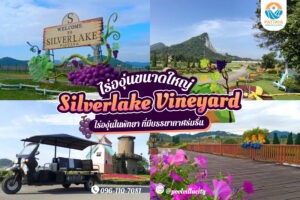 Silverlake Vineyard