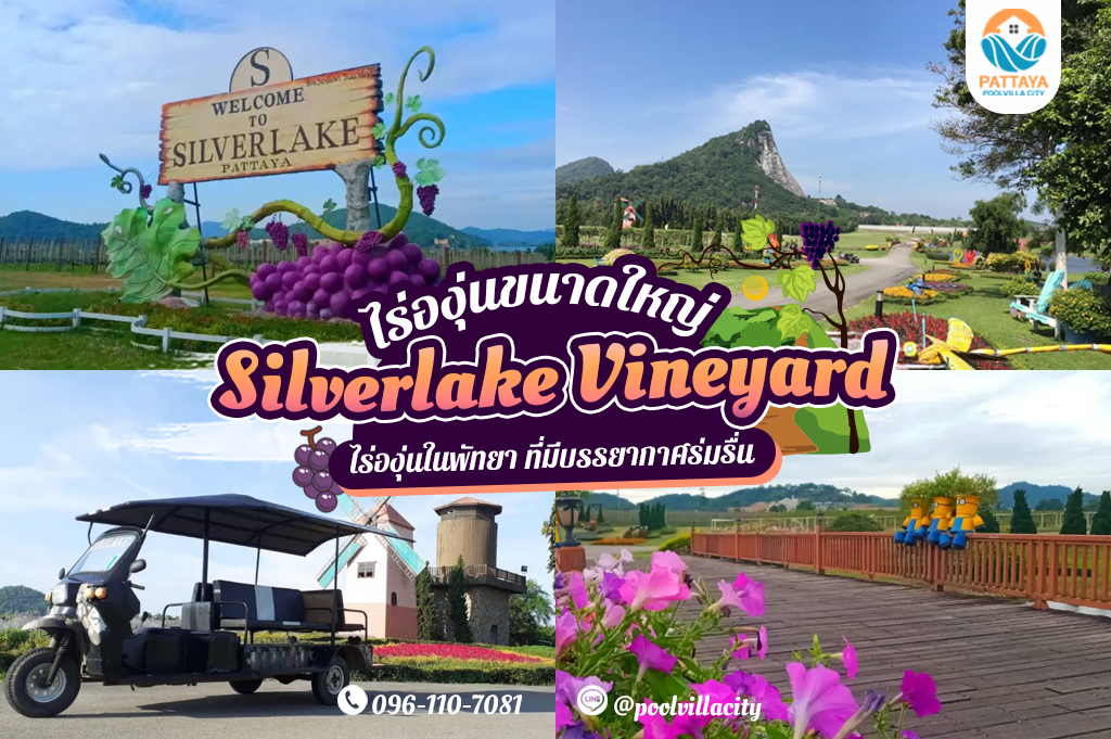Silverlake Vineyard